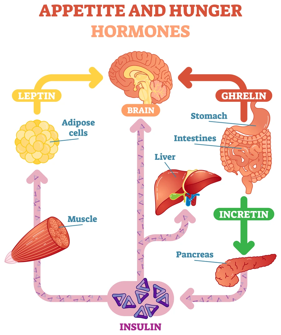 Diagram of appetite hormones: leptin, ghrelin, incretins and insulin
