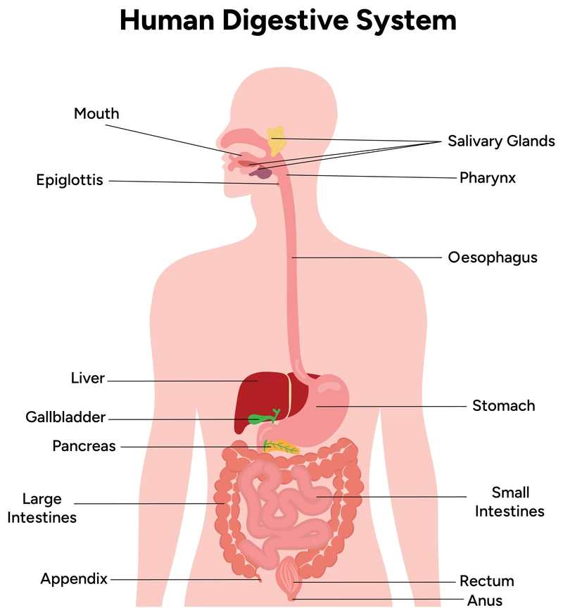 Diagram of the human digestive system