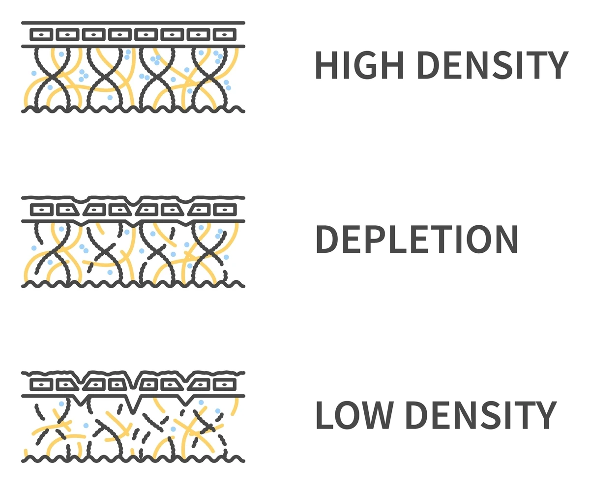 Diagram of collagen and elastin density in skin