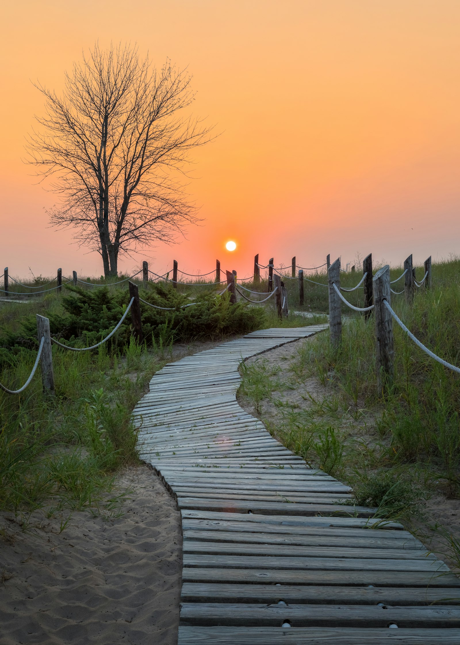 Wooden path through grass at sunset
